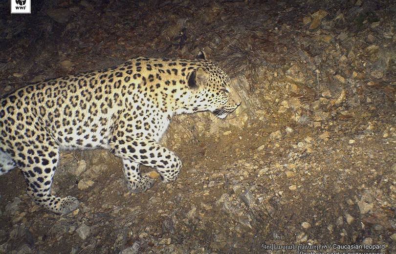 Հայաստանում ստեղծվել են անվտանգ էկոլոգիական միջանցքներ