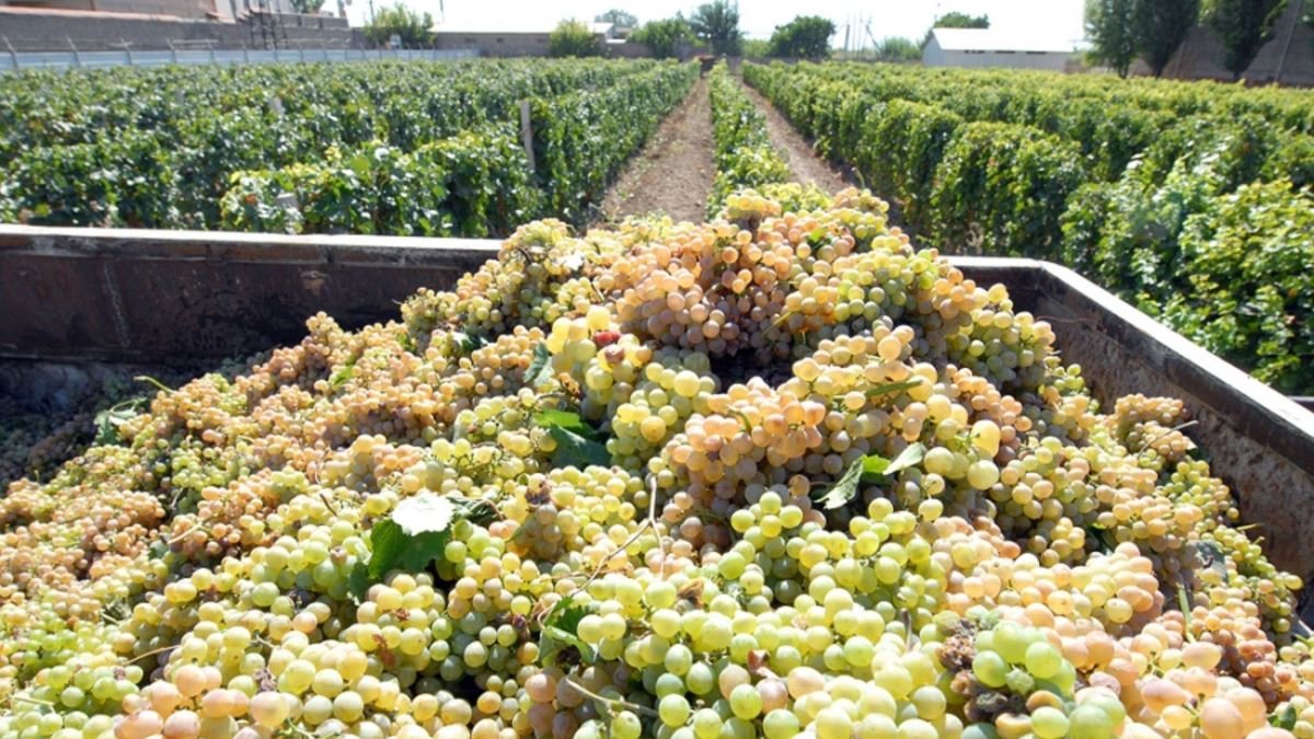 Քննարկվել են խաղողի մթերման գործընթացում մասնավոր հատվածին օժանդակություն ցուցաբերելու մեխանիզմները